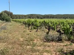 Terreno en venta en L'Arboç