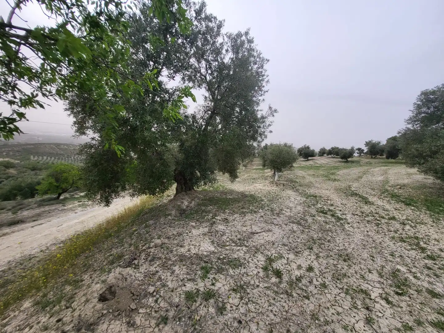 Rustikales Grundstück zum Verkauf in Güevéjar, imagen 4