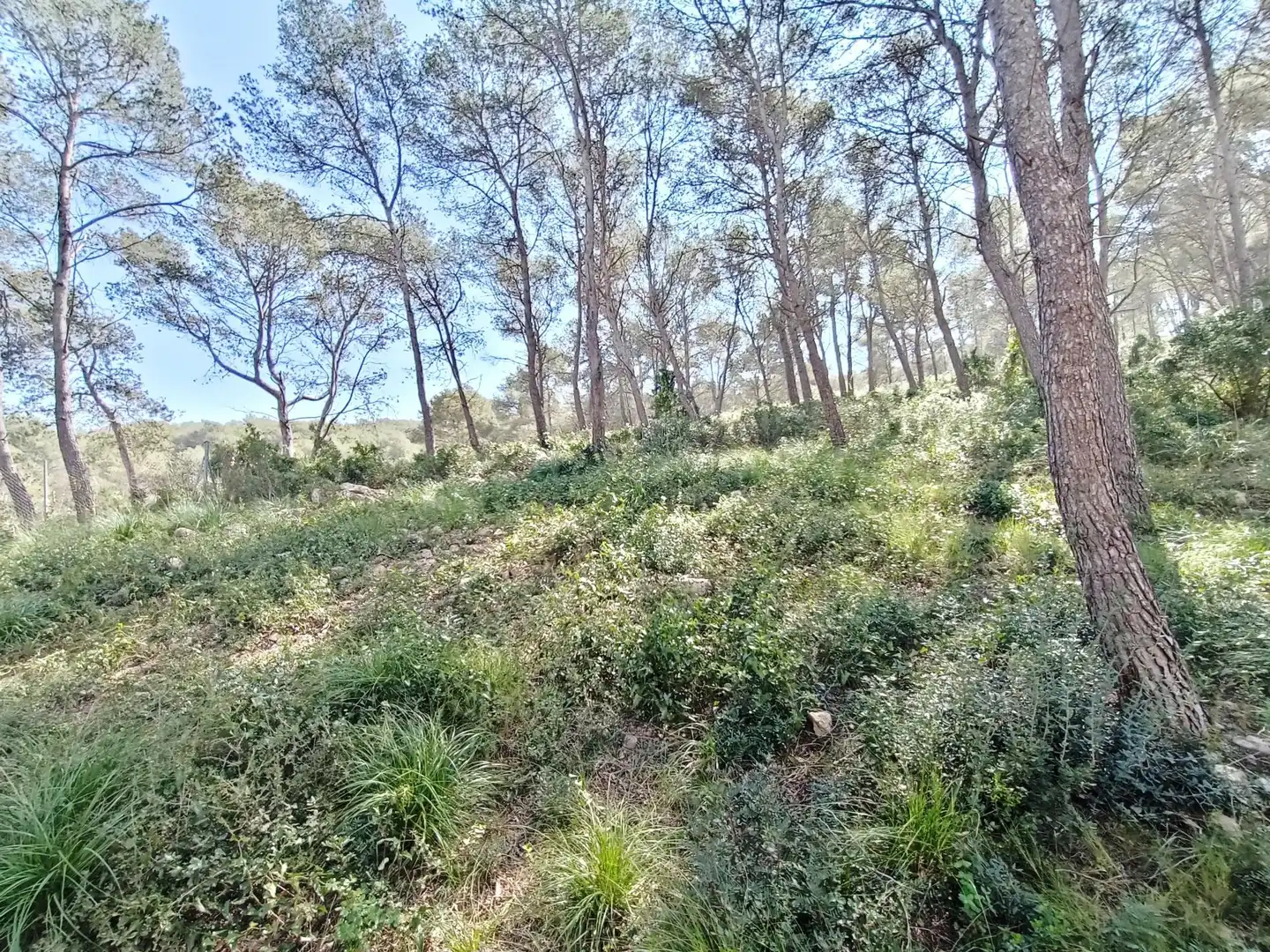 Terreno residencial en venta en Carrer PRINCIPAL 29, imagen 7