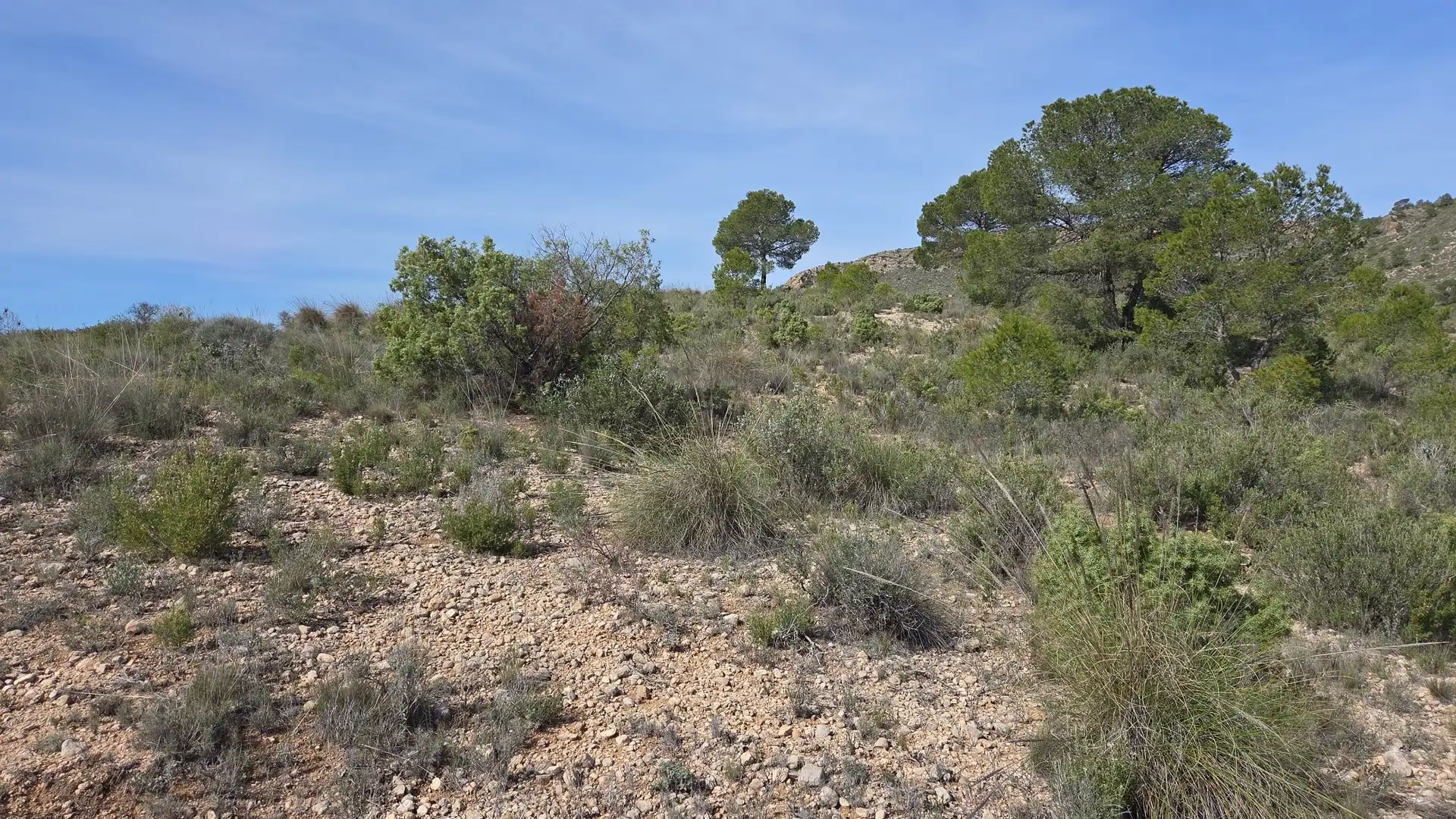 Residential land for sale in Yecla, imagen 2