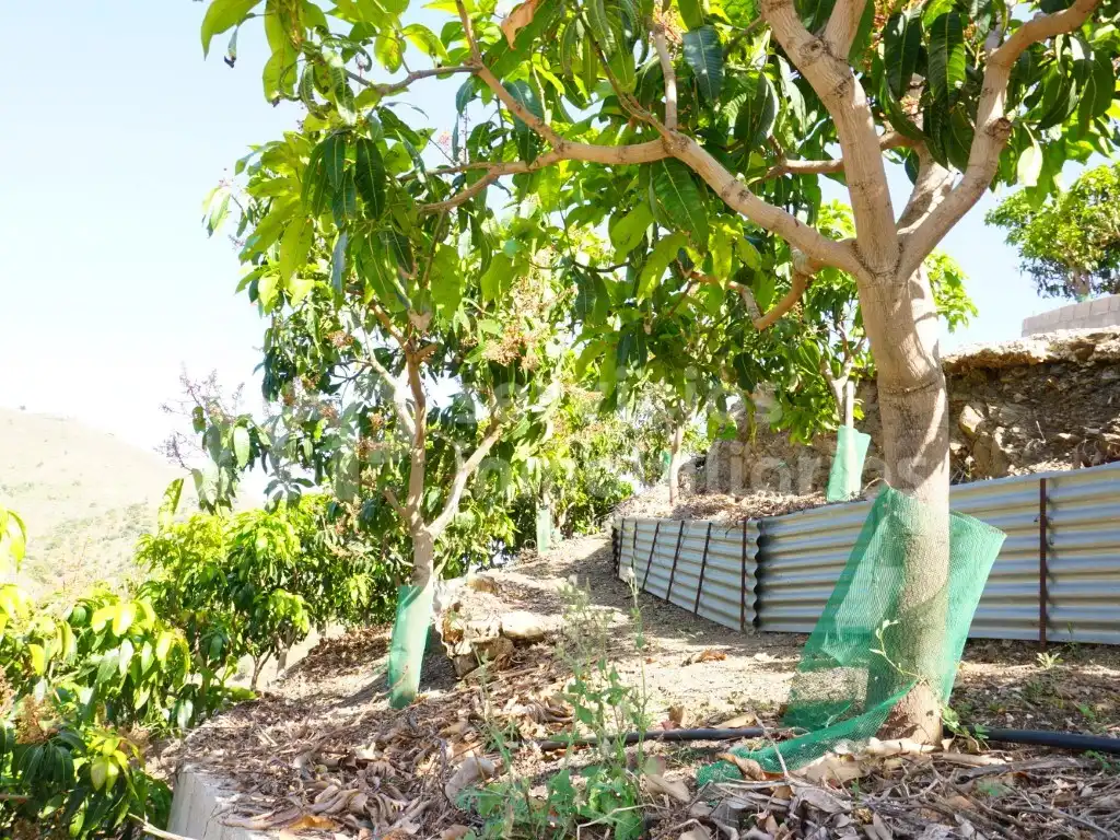 Finca rústica en venda a Diseminados Cortijo Lagar Del Rio (Diseminado), Centro Histórico