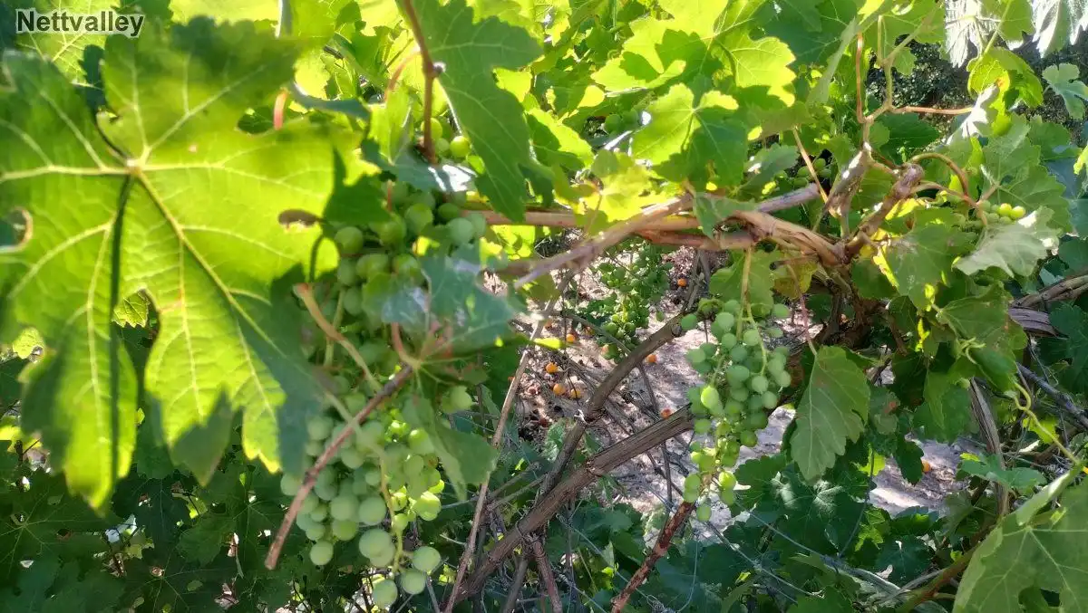 Terreni e lotti in vendita a LOMA DEL MEDIO, imagen 11