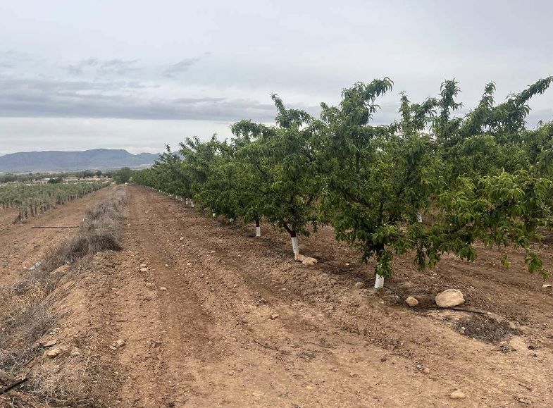 Exterior view of Land for sale in Albatana