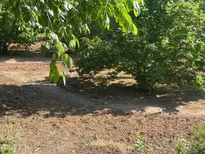 Terreno rustico in vendita a Carrer Sant Pere 1, imagen 9