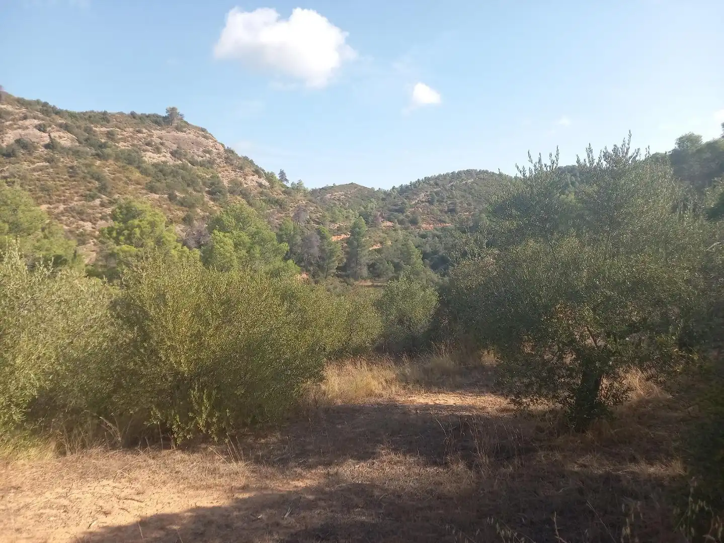 Terreno en venta en La Torre de l'Espanyol