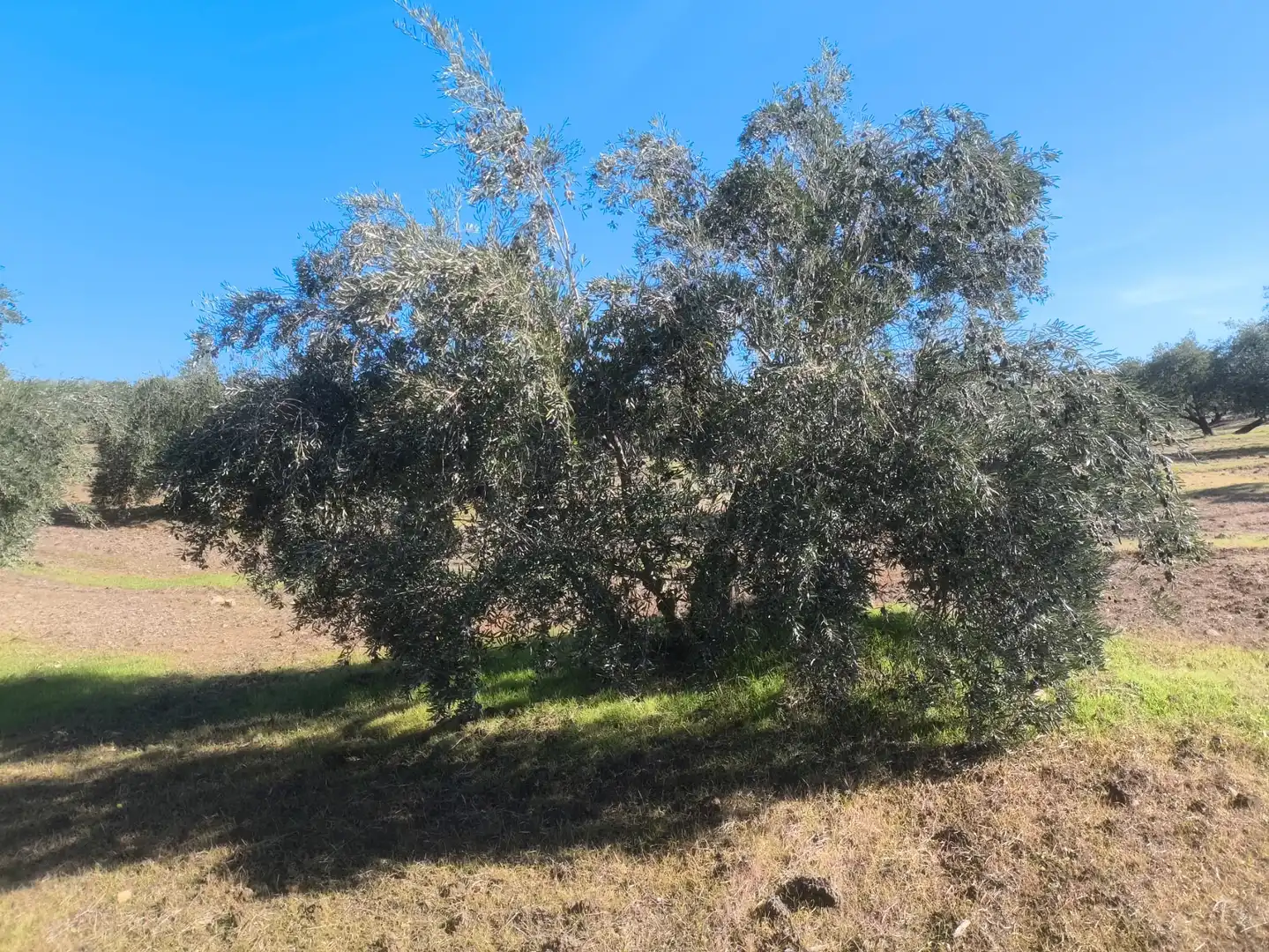 Terreni e lotti in vendita a Villanueva de la Reina, imagen 5