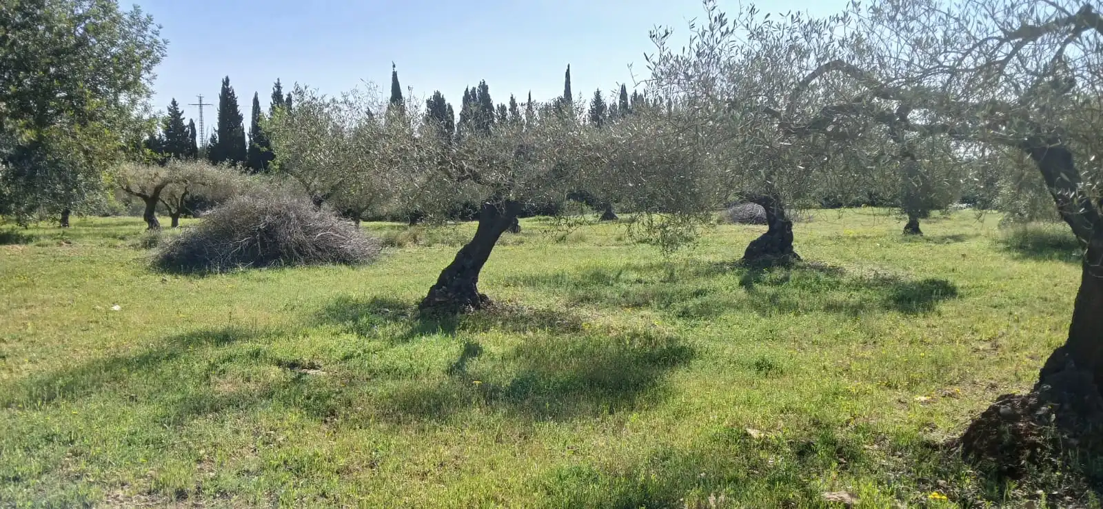 Rural land for sale in Camí de Soterranya, imagen 4