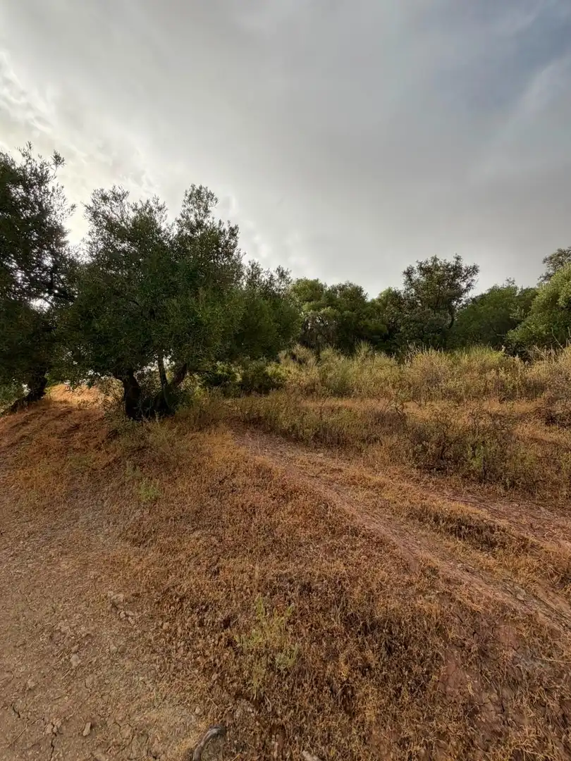 Rural land for sale in Morón de la Frontera, imagen 28