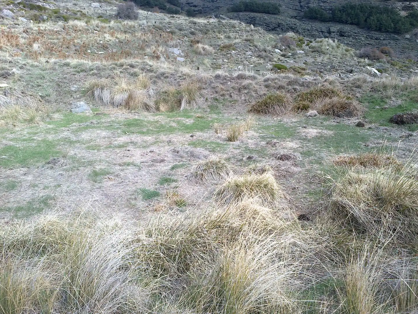 Rural land for sale in Laujar de Andarax, imagen 5