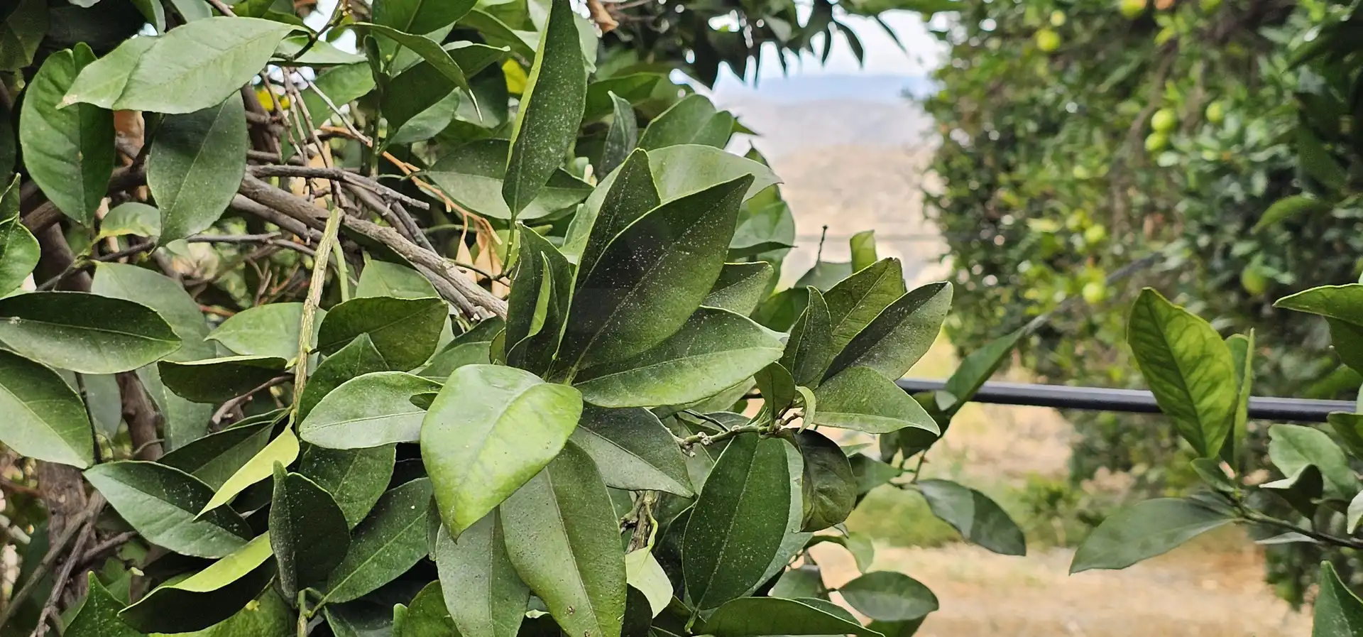Jardí de Residencial en venda en Íllar