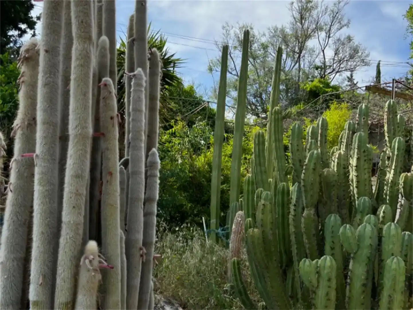Jardí de Finca rústica en venda en Purchena amb Piscina