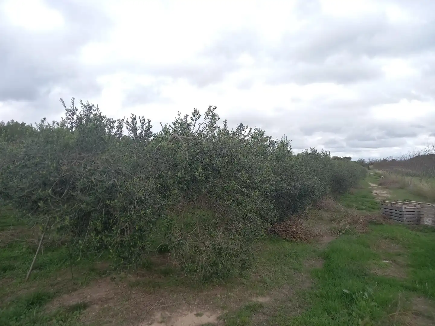 Rural land for sale in El Pinell de Brai, imagen 3