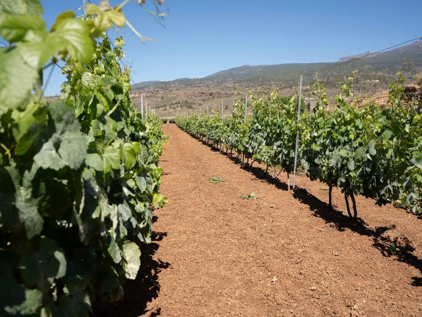 Terreno rustico in vendita a N/A, imagen 21