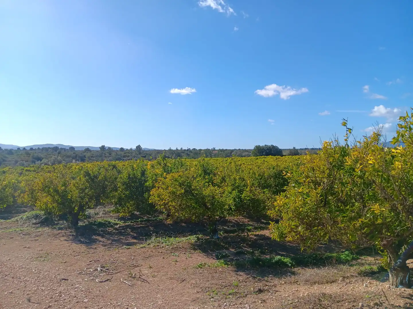 Casa o xalet en venda en Tortosa amb Terrassa i Balcó