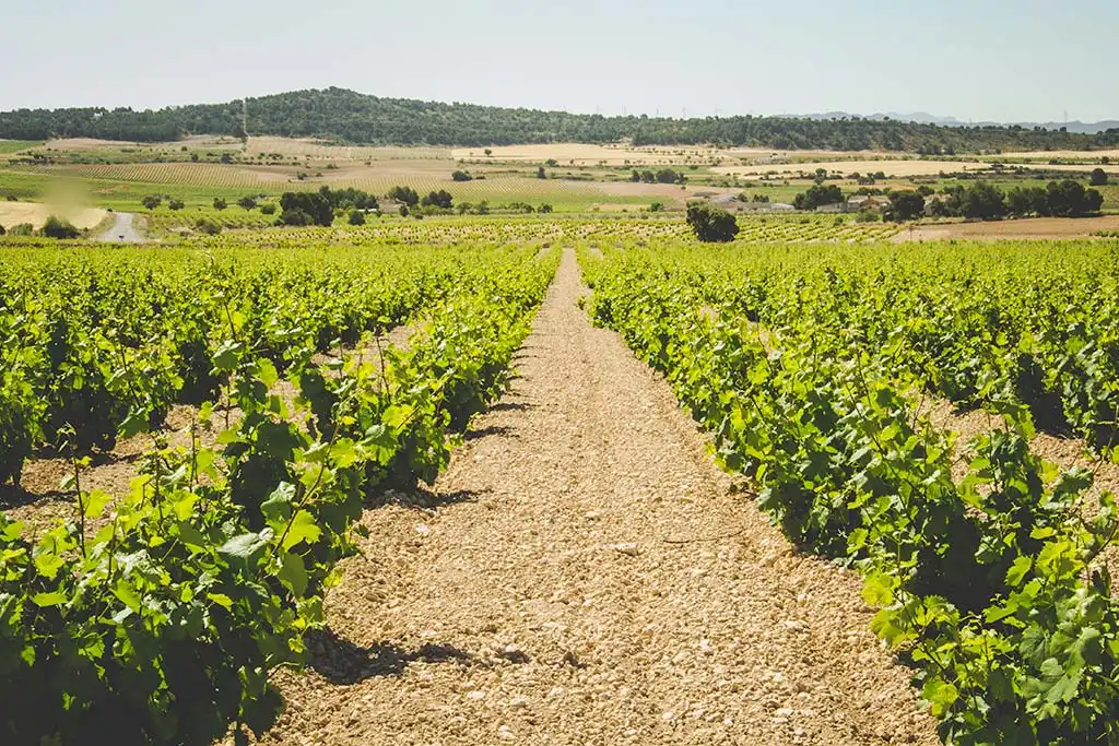 Vista exterior de Finca rústica en venda en Jumilla amb Calefacció, Jardí privat i Terrassa