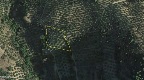 OLIVAR DE SECANO DEHESA DE PEÑOLITE, immagine 2