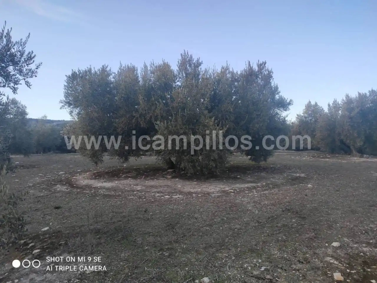 Rural land for sale in Calle TERMINO DE NUEVA CARTEYA, imagen 2