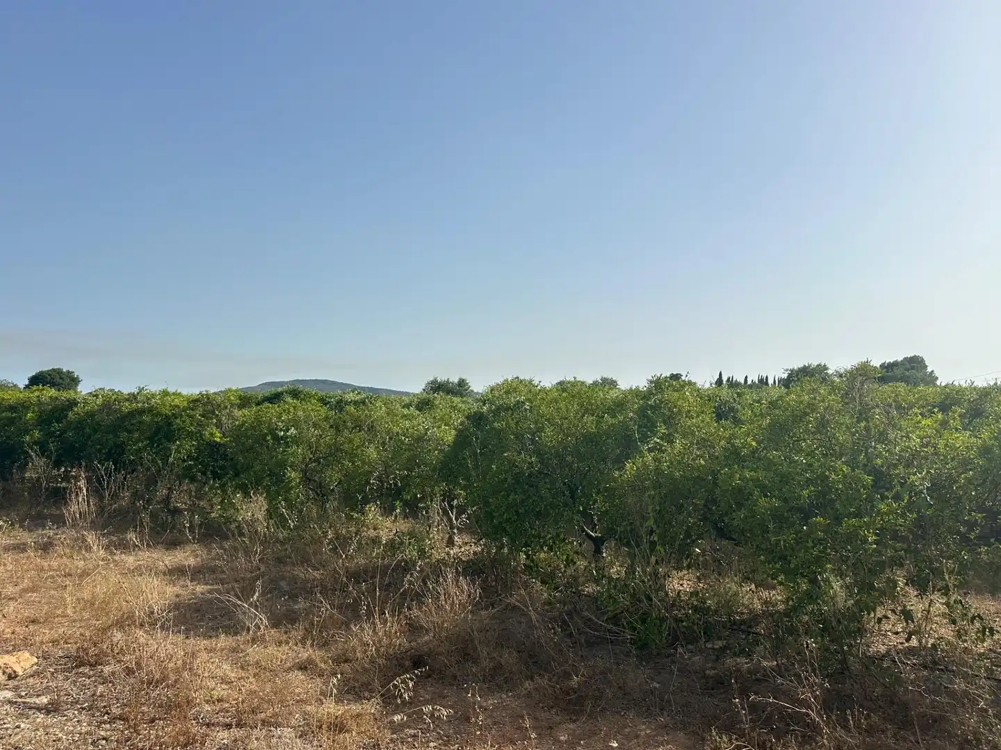 Rural land for sale in Masdenverge, imagen 8
