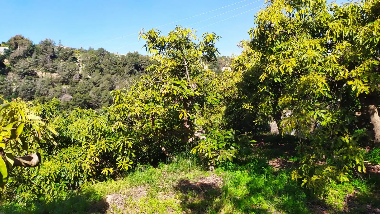 Rural land for sale in Paraje Almachares 15, imagen 4