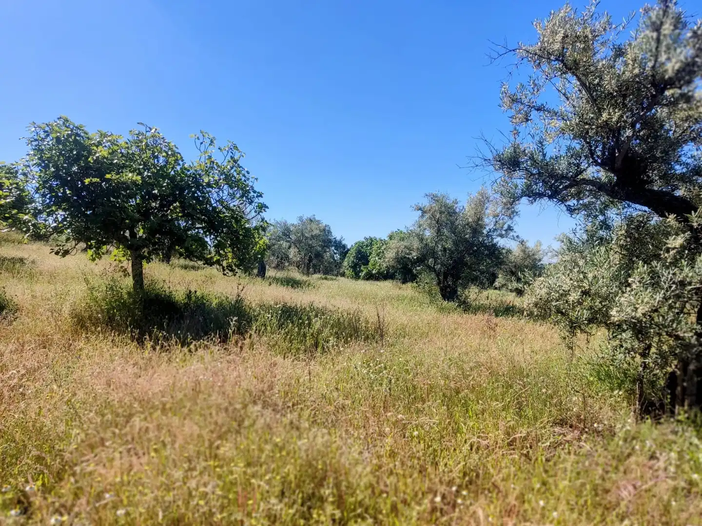 Land for sale in Jarandilla de la Vera