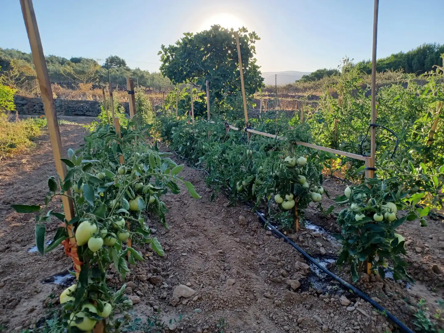 Garden of Houses for sale in Logrosán  with Private garden, Terrace and Swimming Pool