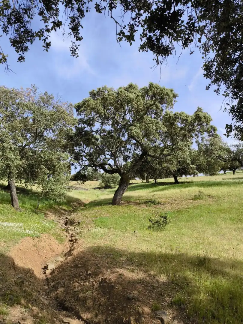 Rural land for sale in Fuente Obejuna, imagen 20