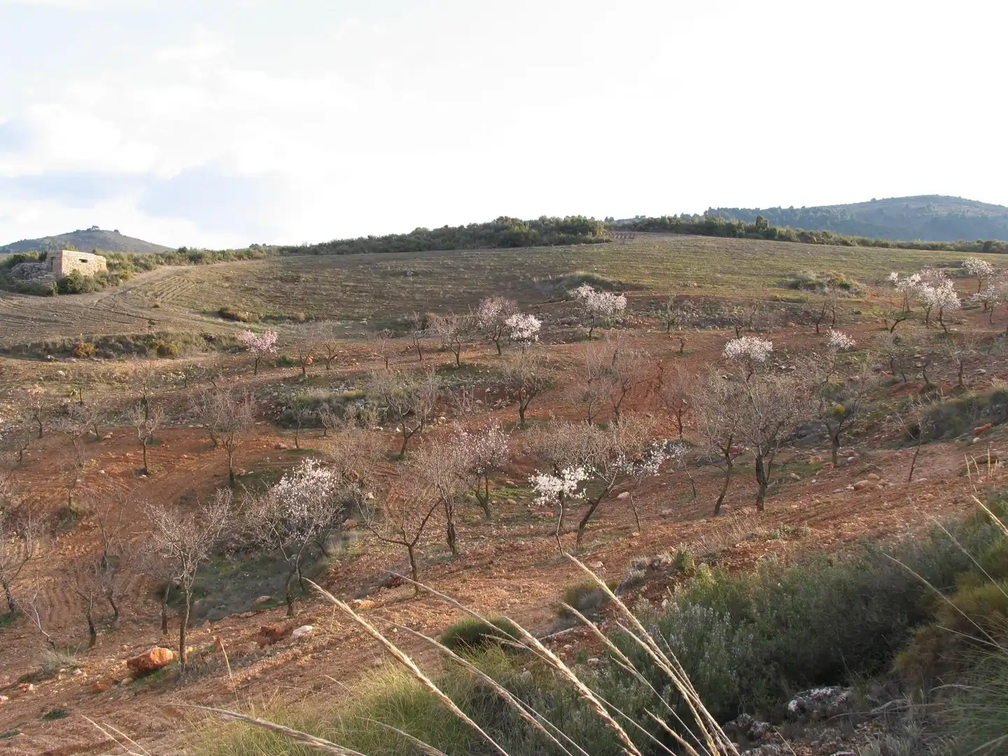 Rustikales Grundstück zum Verkauf in Albuñuelas, imagen 5