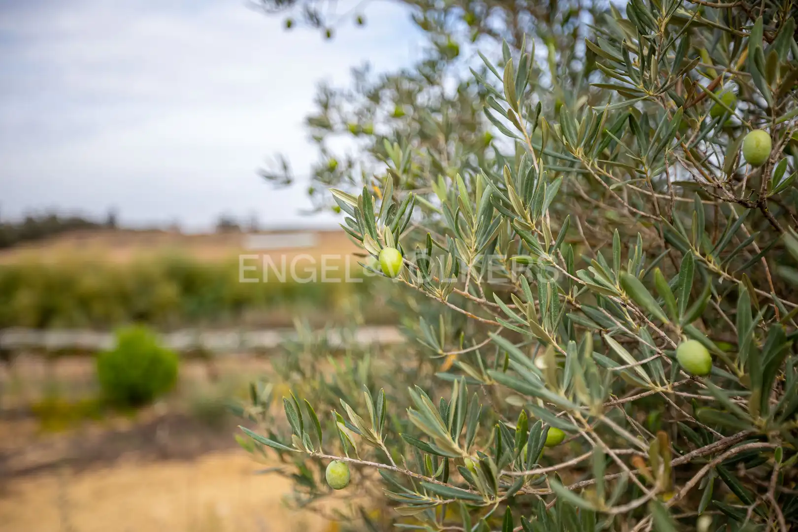 Jardín de Casa o chalet en venta en Cartaya con Calefacción, Jardín privado y Terraza