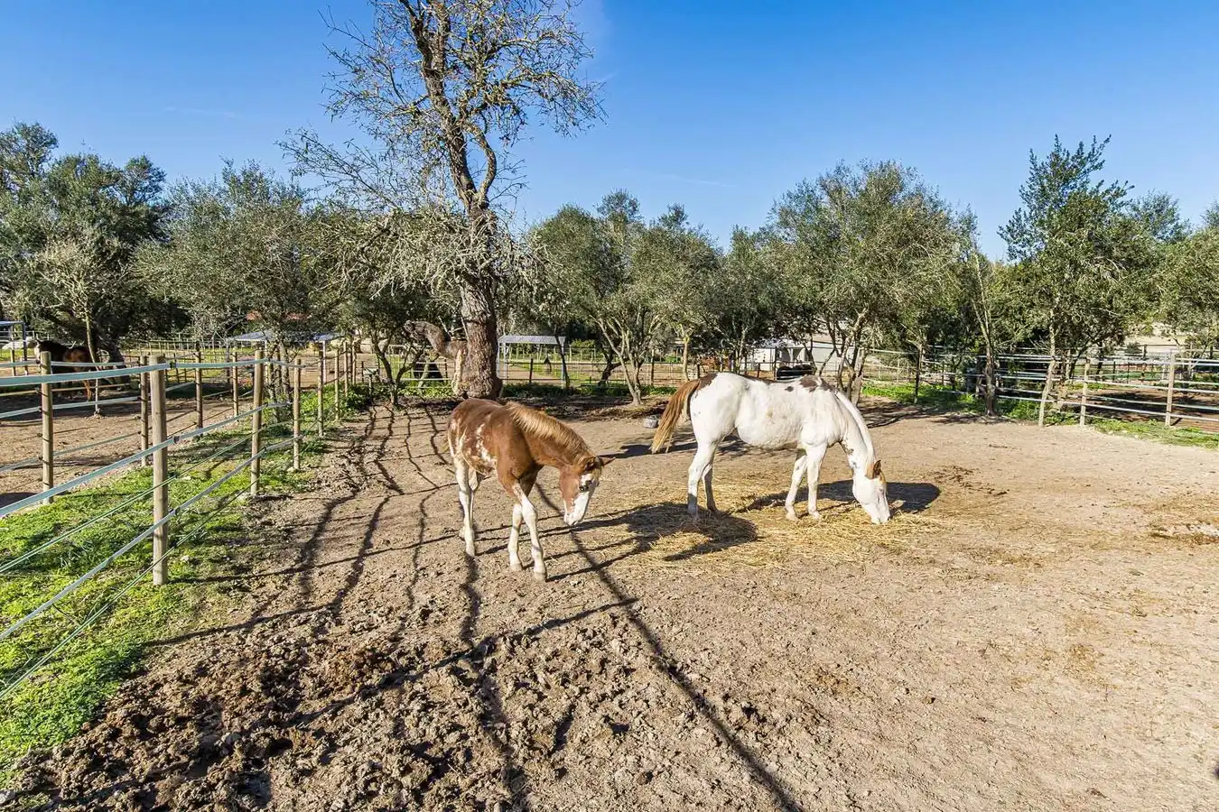 Casa rustica con piscina in vendita a Montuïri, imagen 5