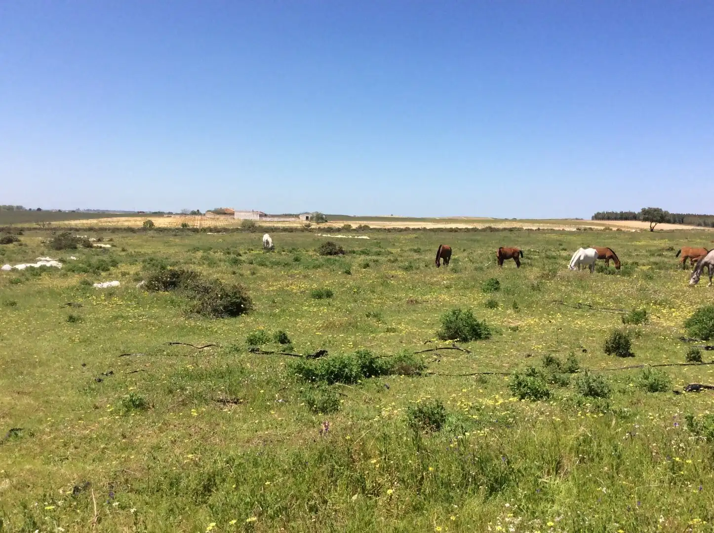 Land for sale in Almonte