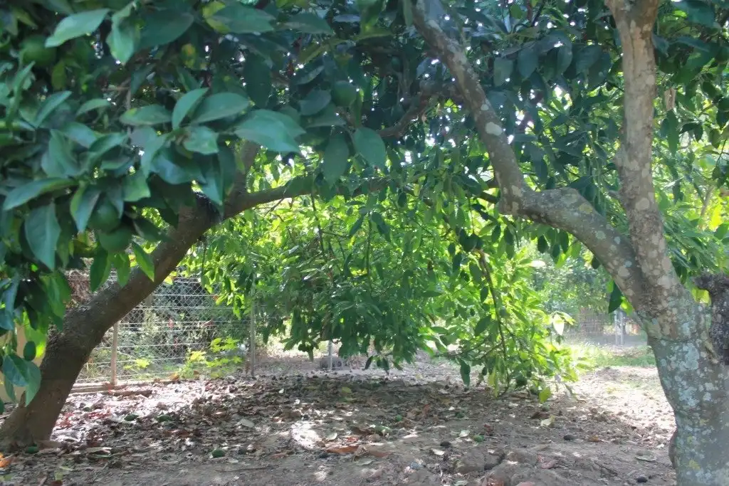 Jardí de Casa o xalet en venda en San Martín del Tesorillo amb Calefacció, Jardí privat i Terrassa