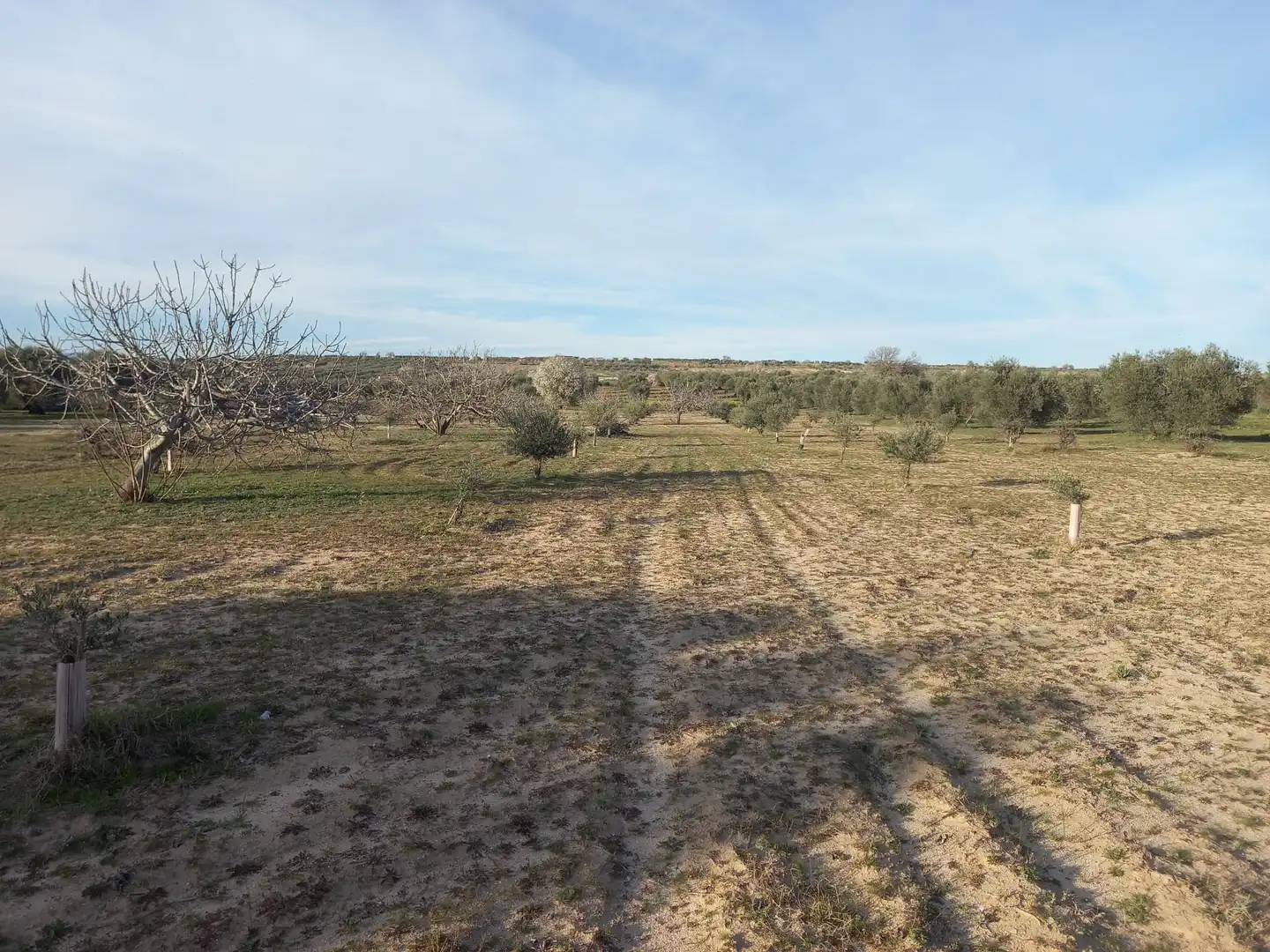 Rural land for sale in Cebolla, imagen 7
