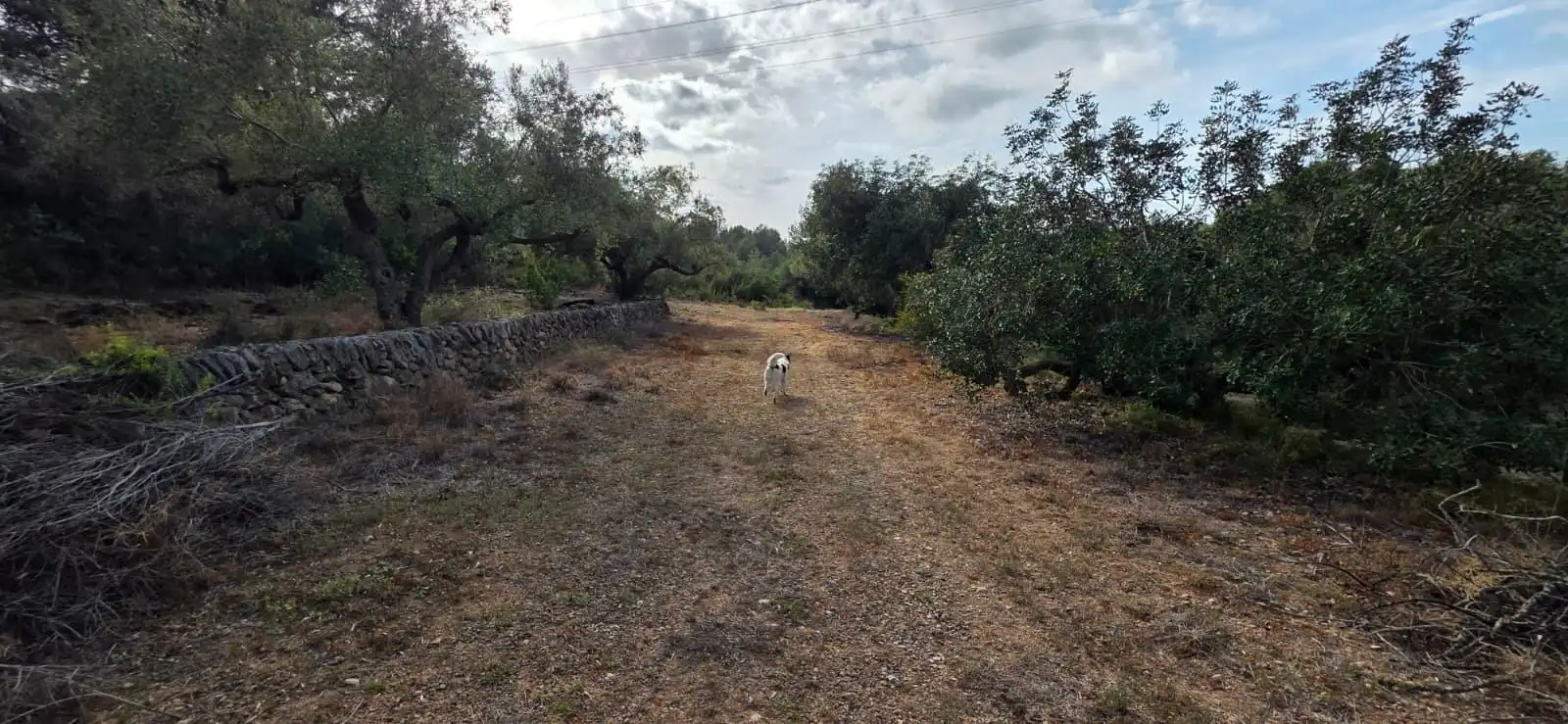 Country house for sale in El Perelló, imagen 16
