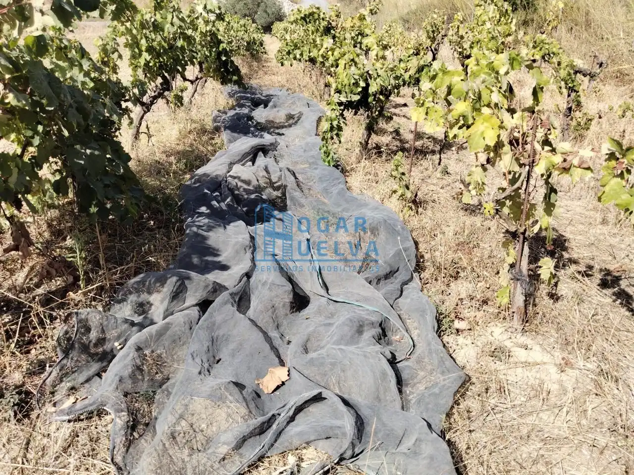 Terrenos y solares en venta en dehesa Aljaraque, imagen 6