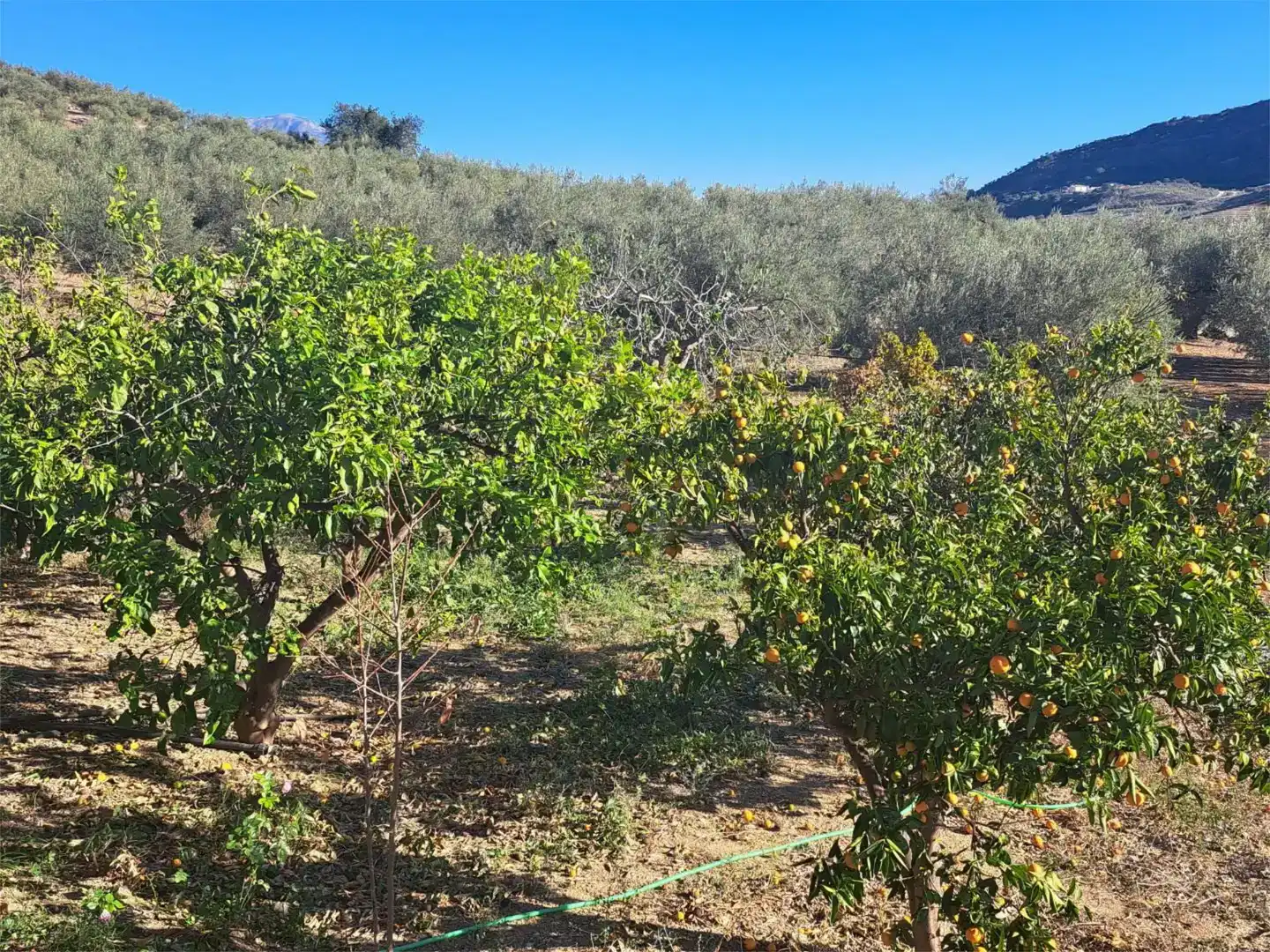 Casa o xalet en venda en Alfarnatejo