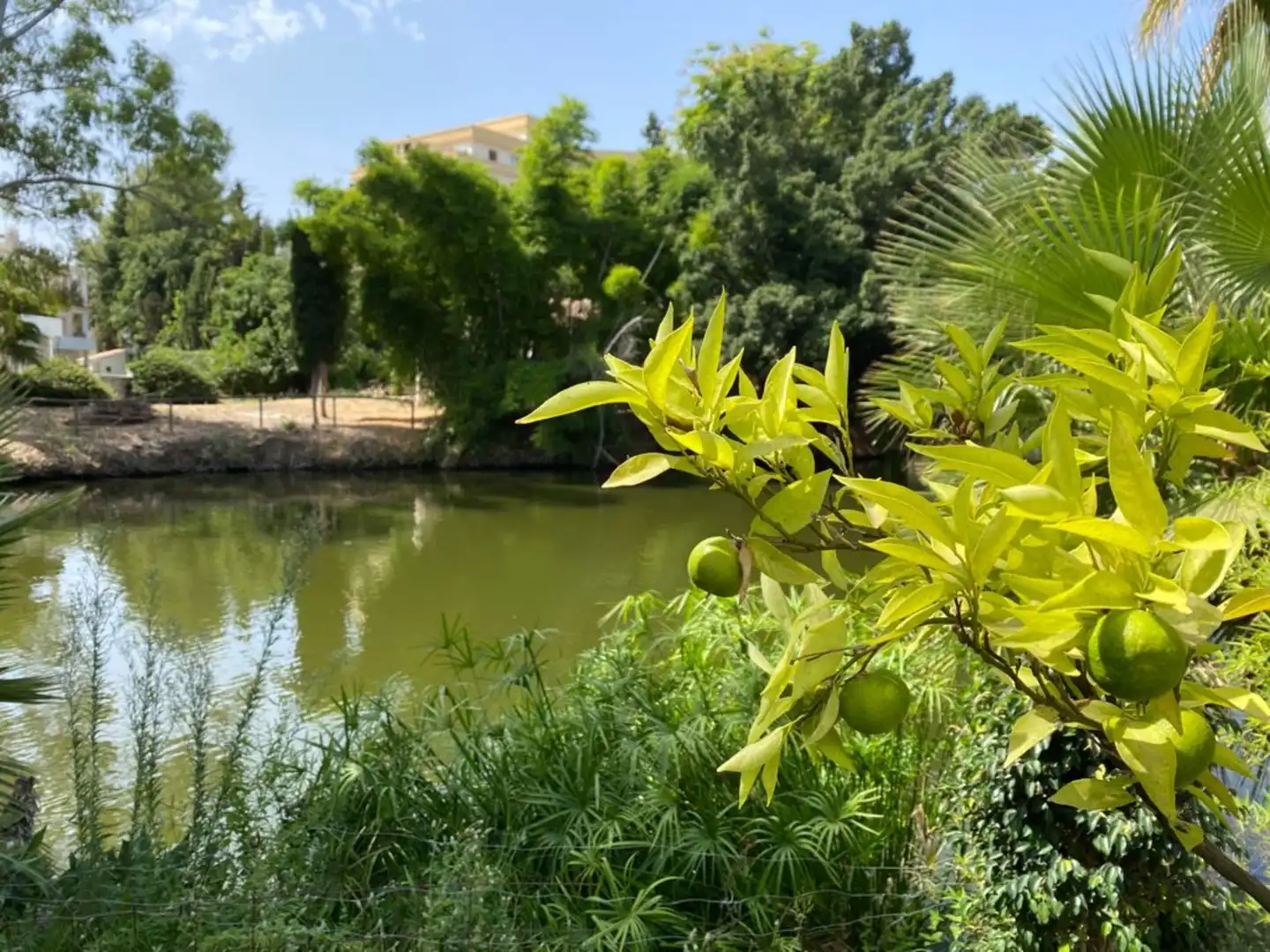 Jardí de Casa o xalet de lloguer en Marbella