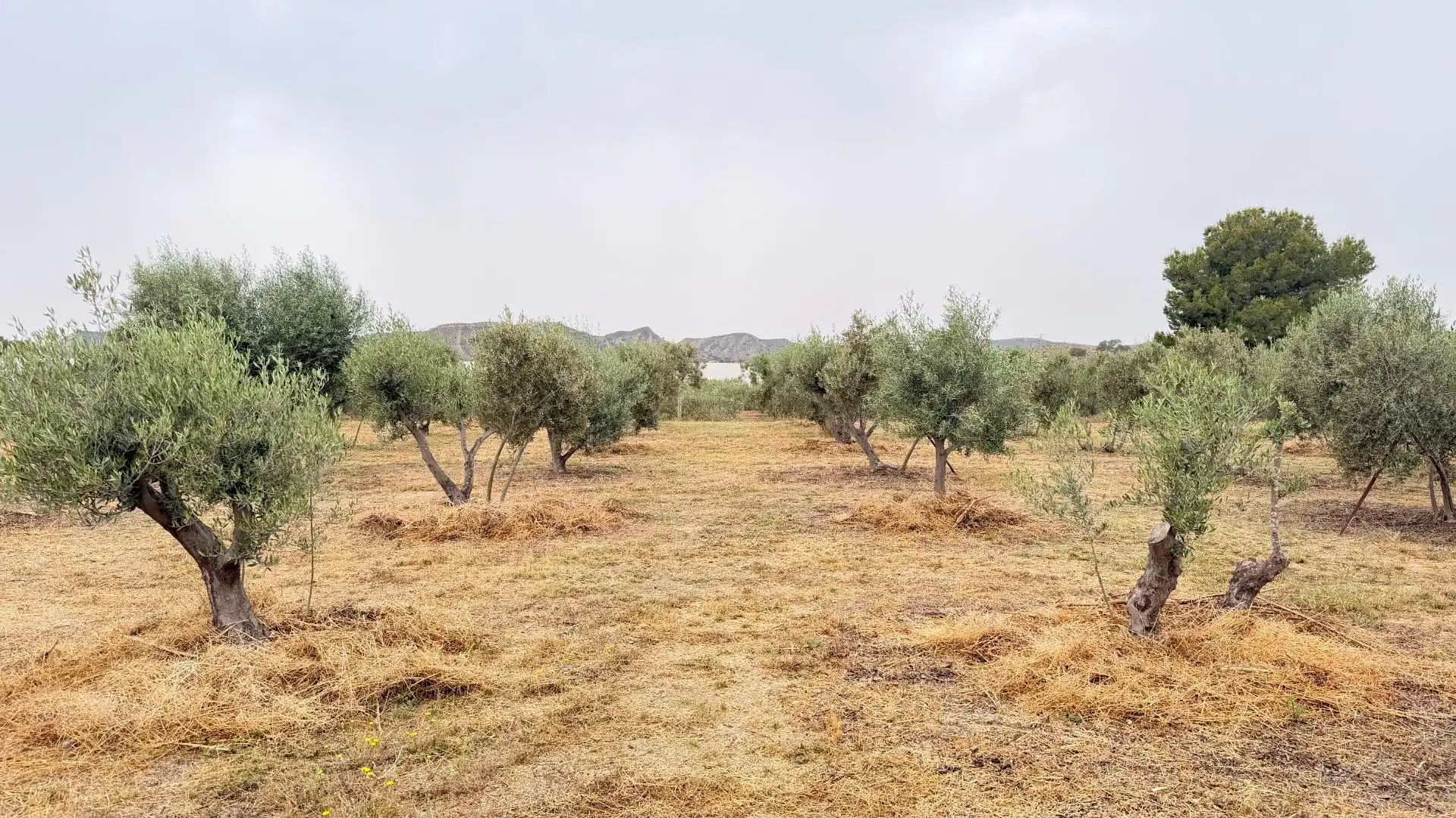 Houses for sale in Elche / Elx  with Heating, Private garden and Storage room