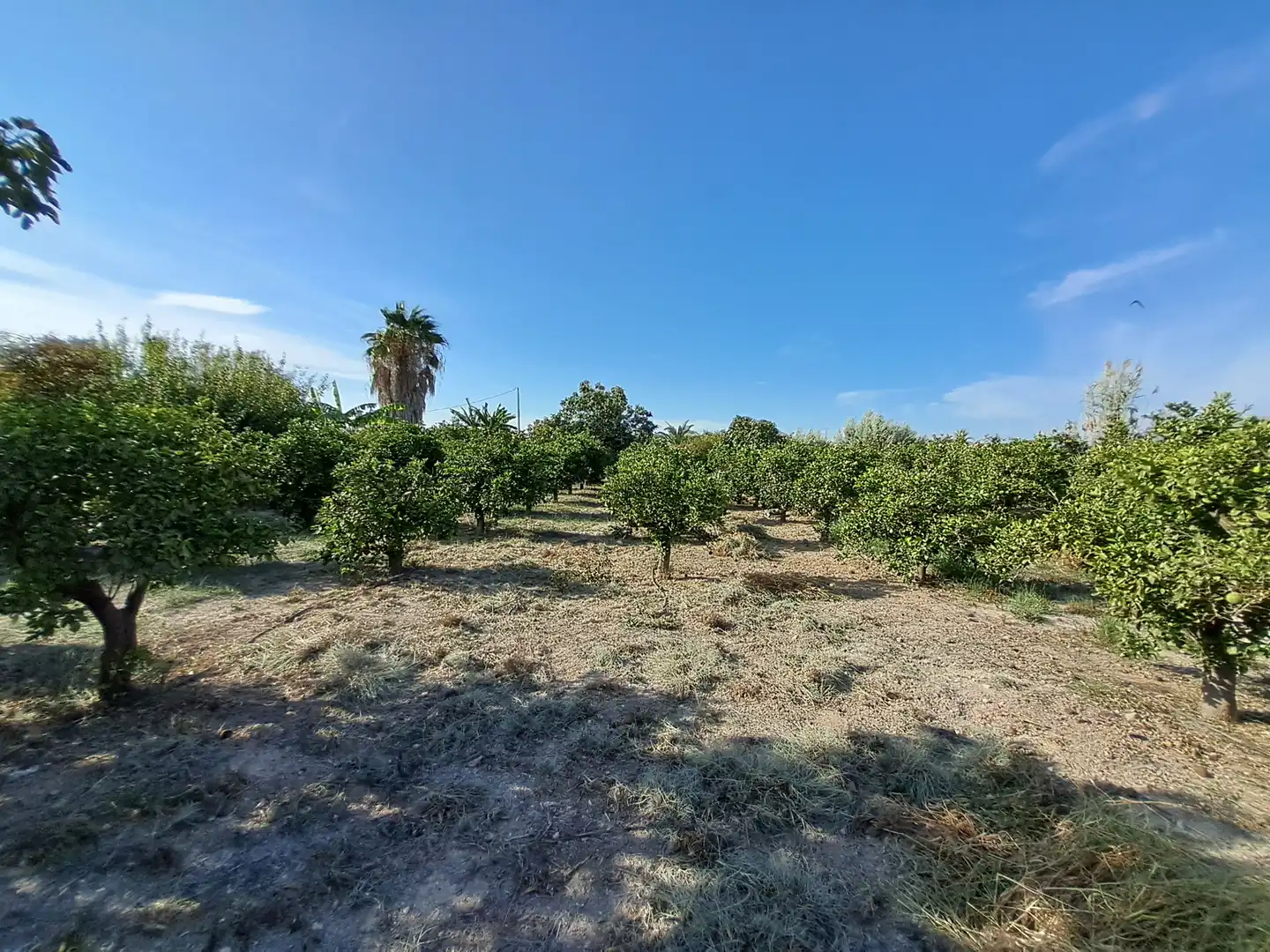 Terreny rústic en venda a Pedanías Norte, imagen 7