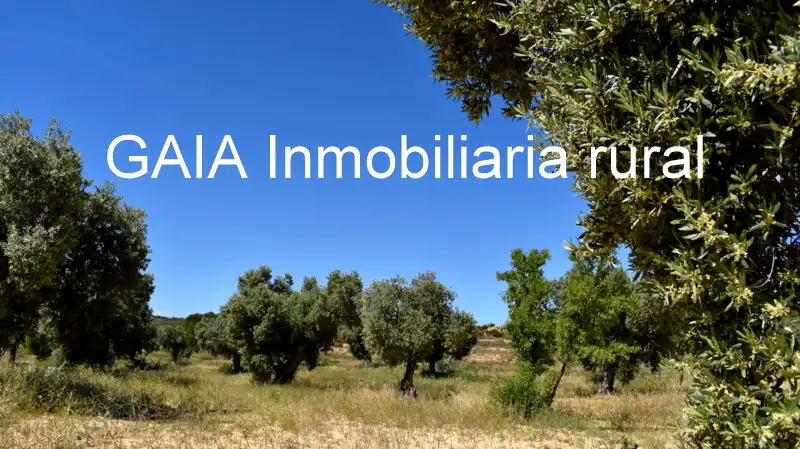 Finca rústica en venta en Maella
