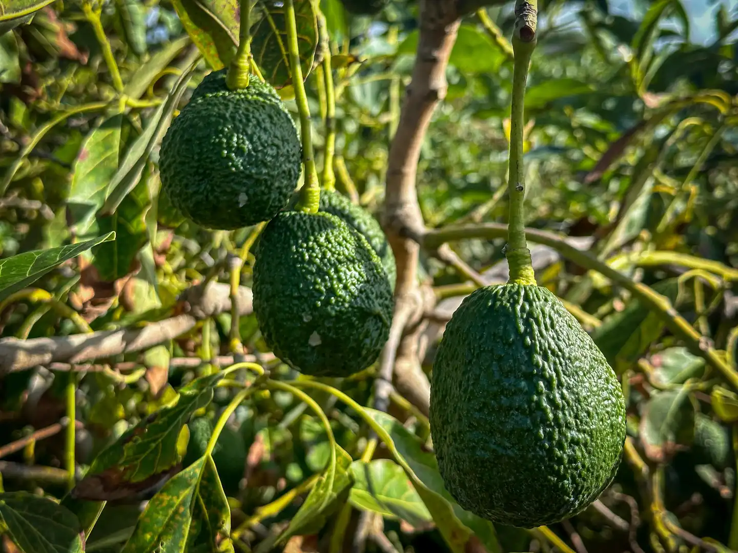 Jardín de Finca rústica en venta en Tegueste con Terraza, Trastero y Piscina
