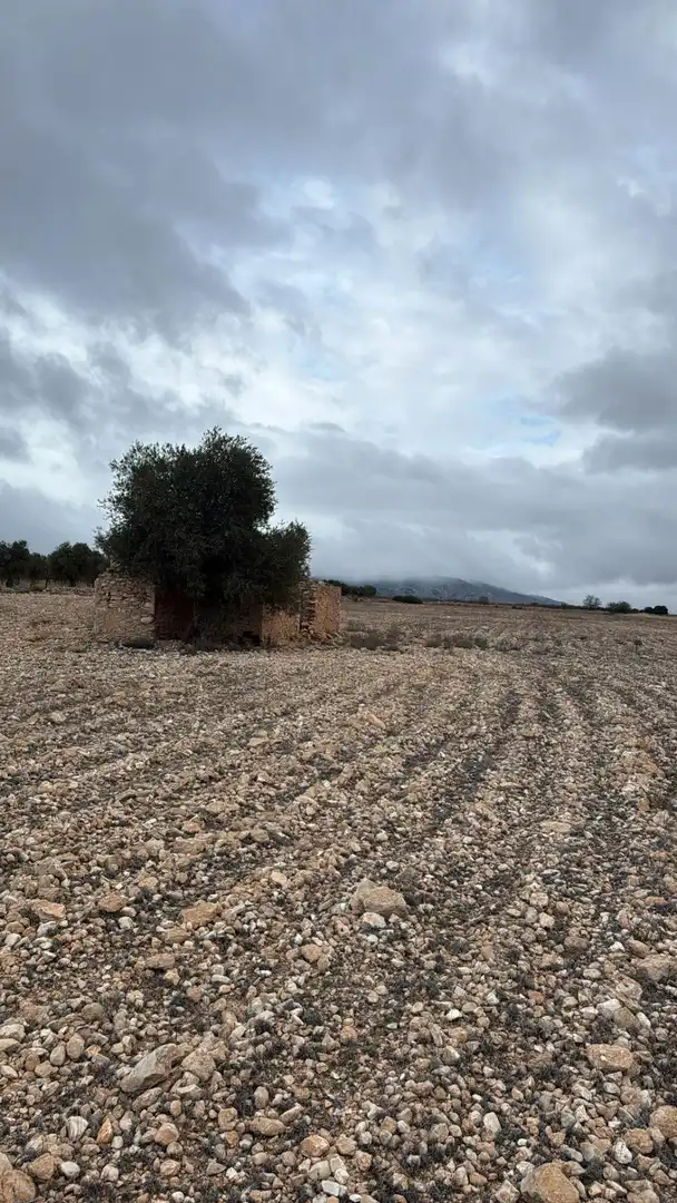 Terrenys i solars en venda a Yecla