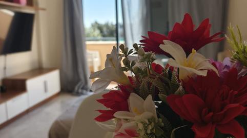 Photo 3 of Flat to rent in Las Tres Piedras - Costa Ballena, Chipiona