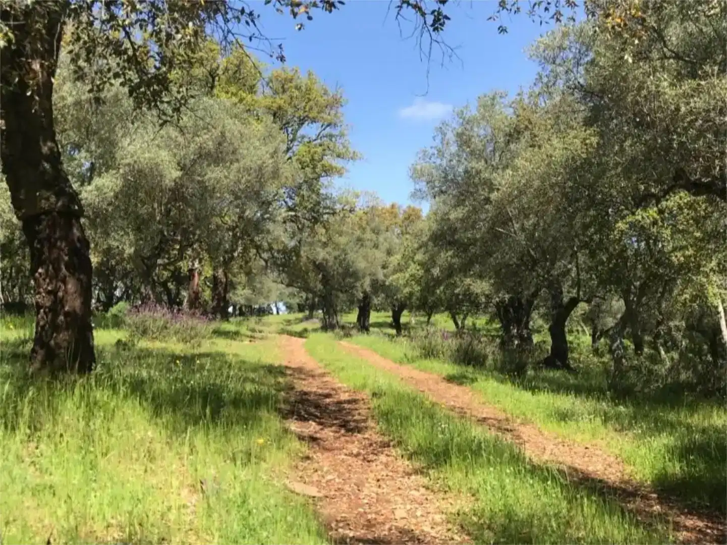 Terreno en venta en Calera de León