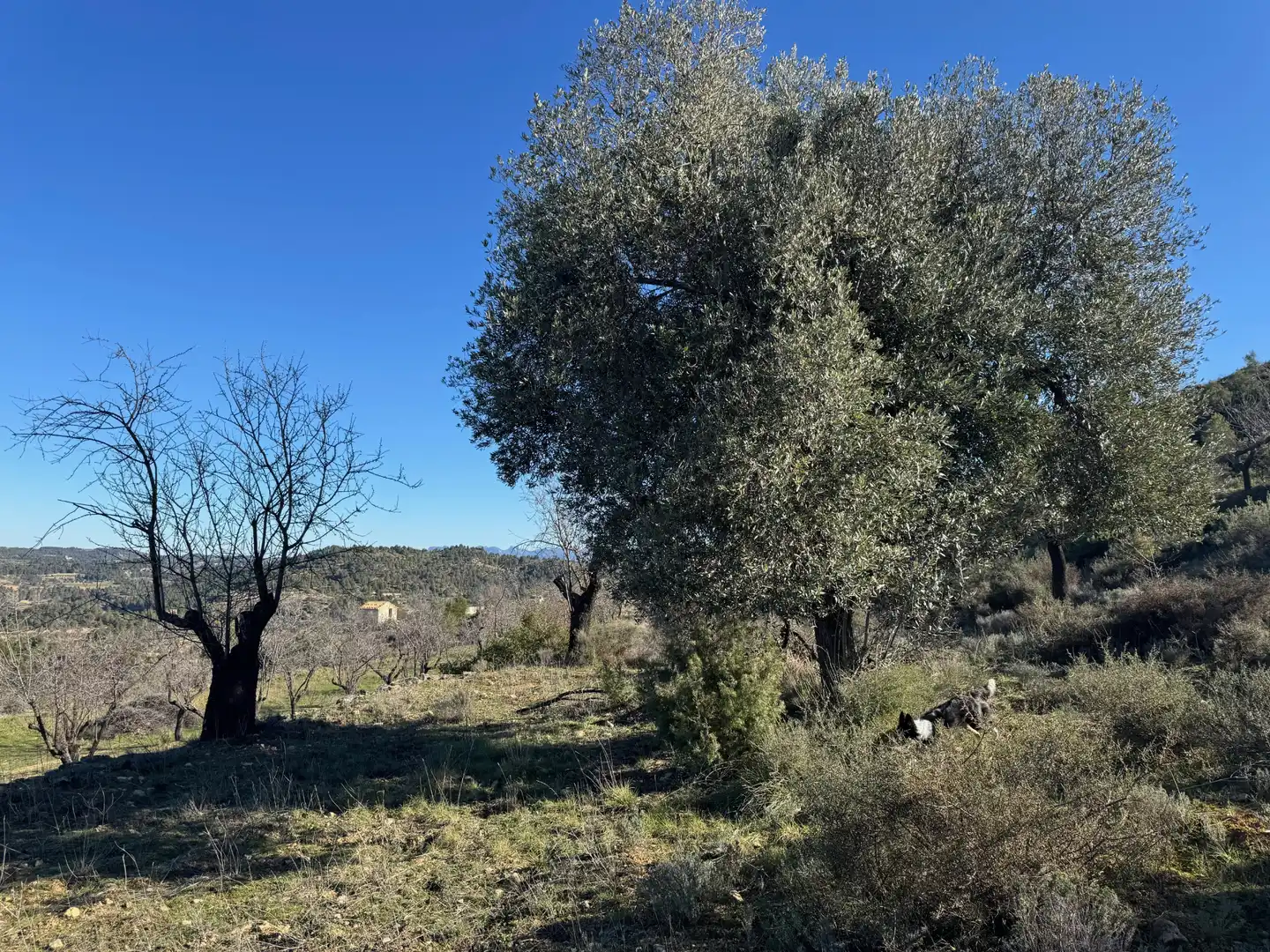 Terreni e lotti in vendita a Valderrobres, imagen 19