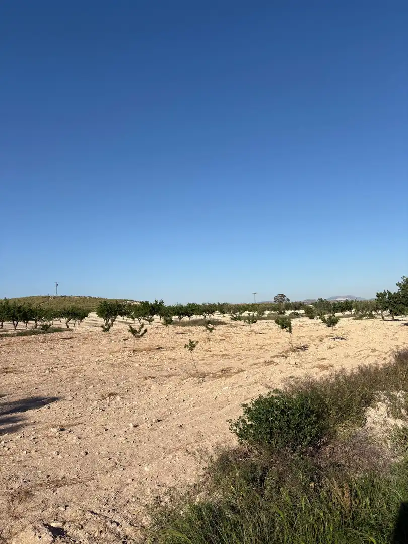 Country house for sale in Jumilla, imagen 3