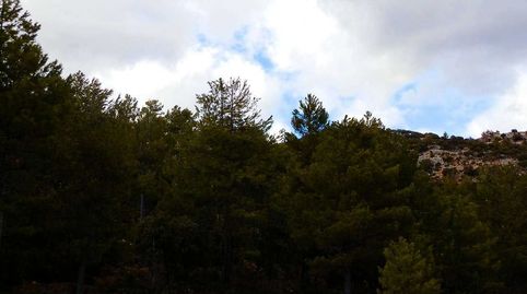 finca en venta pinar maderable caza mayor en Albacete, immagine 4