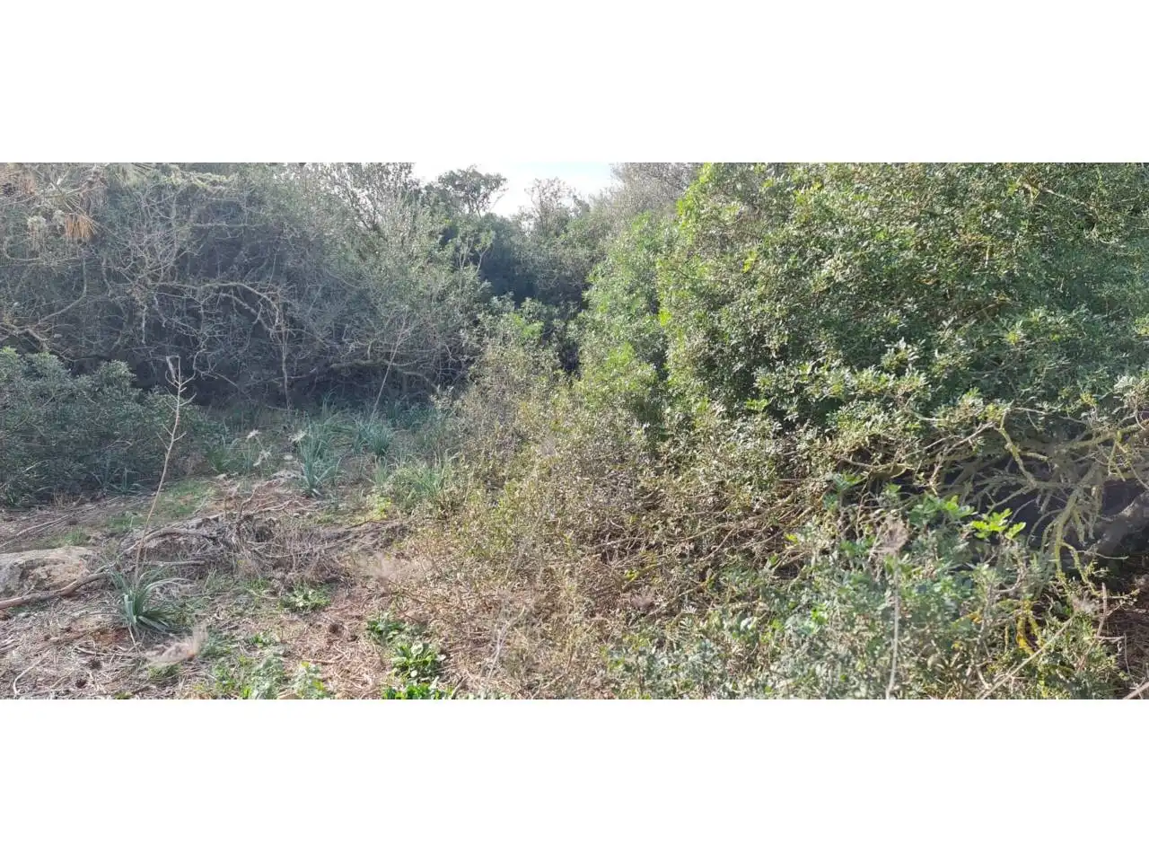 Terreny rústic en venda a Poligono 7 79, imagen 6