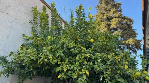 Foto 3 de Casa o chalet en venta en Santa Rosa, Mollet del Vallès