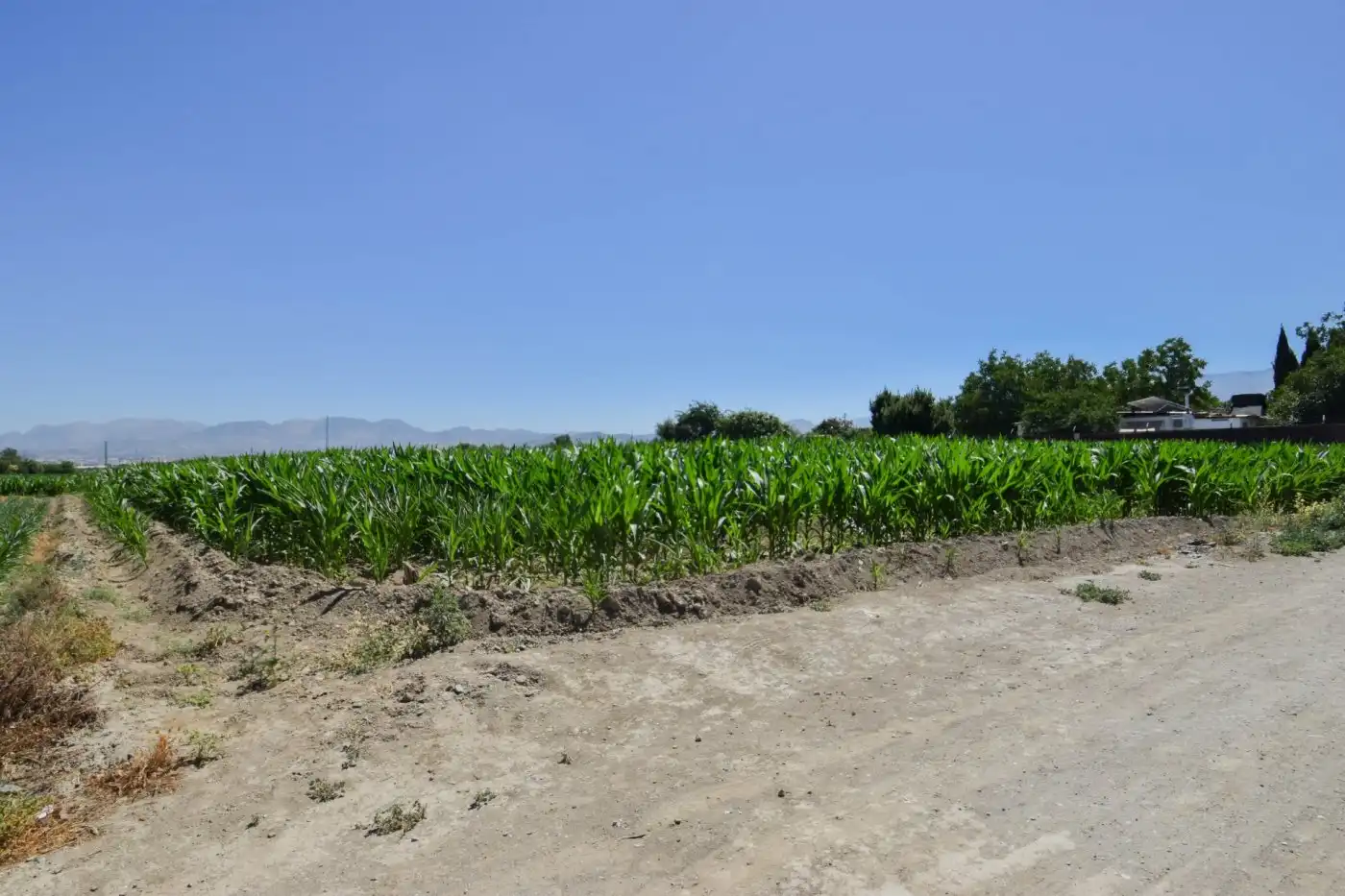 Finca rústica en venta en Cúllar Vega