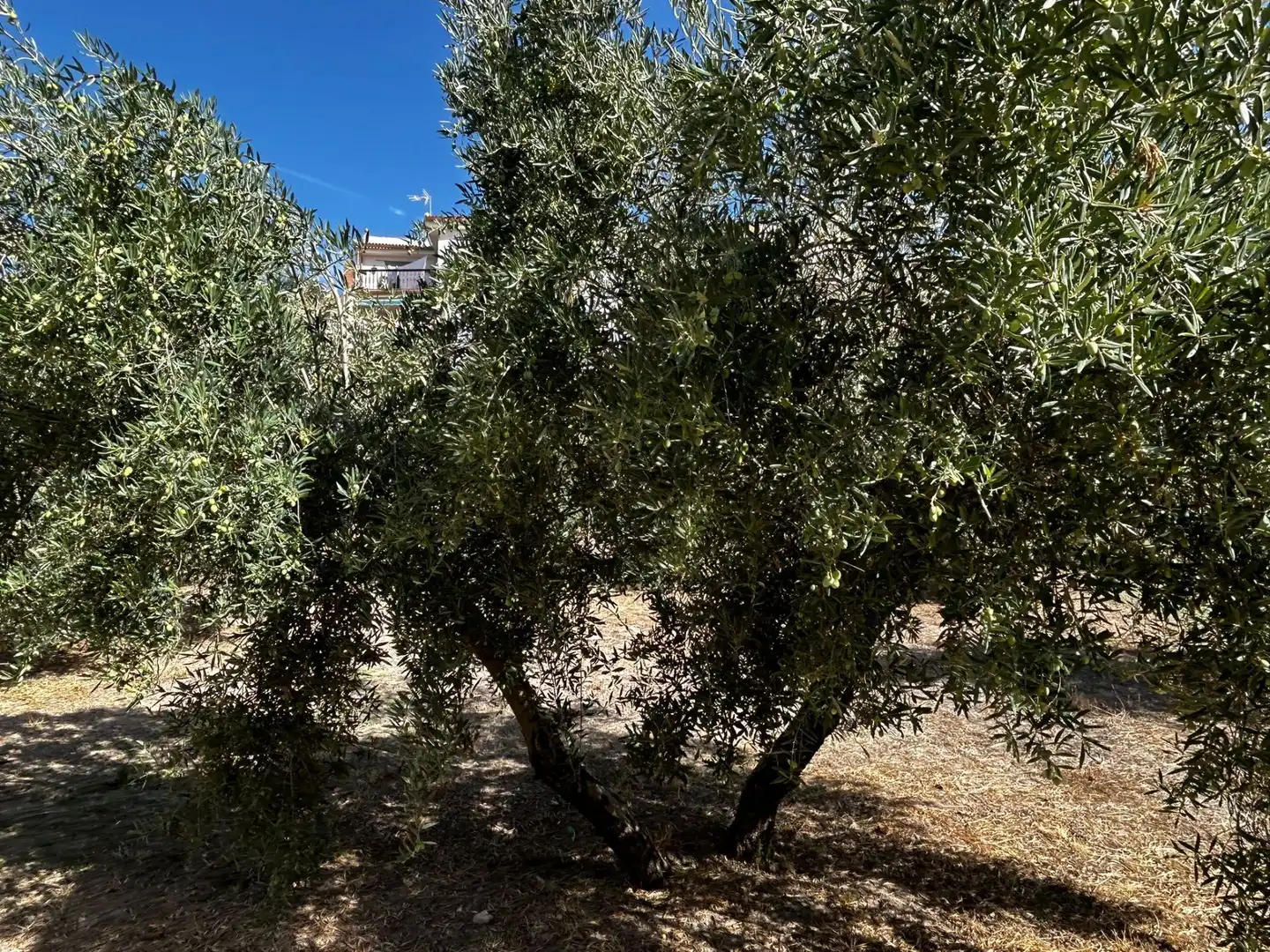 Terreni e lotti in vendita a Calicasas, imagen 8